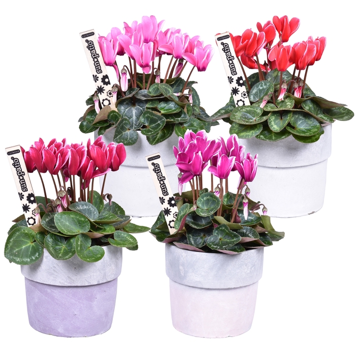 Patio cycl fantasia stenen pot + steker