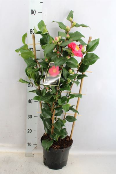 <h4>Camellia japonica 'Dr King'</h4>