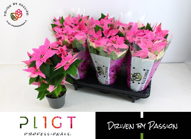 <h4>EUPHOR P PRI HO PINK</h4>