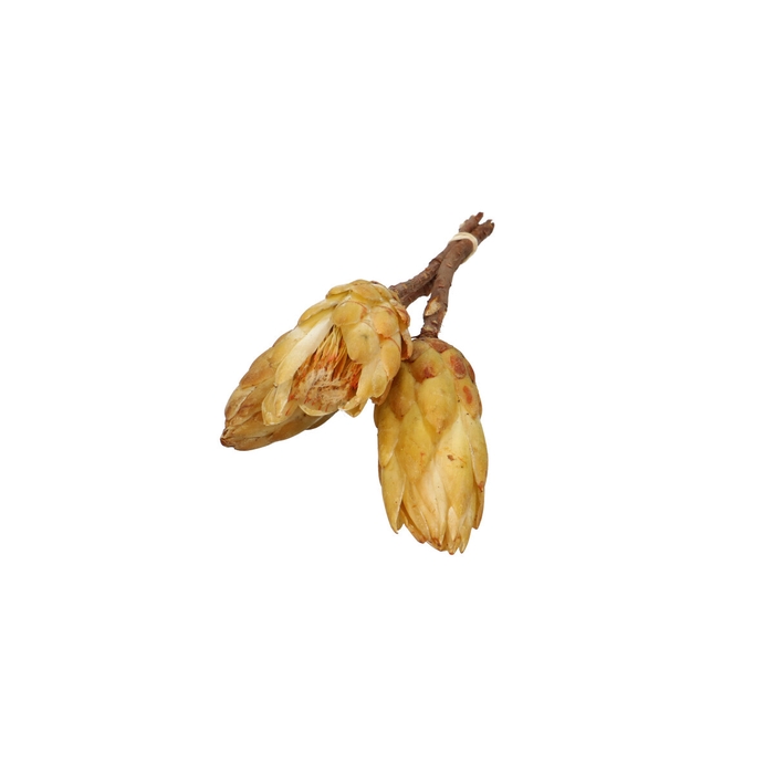 <h4>Droogdeco Repens 30-35cm x3</h4>