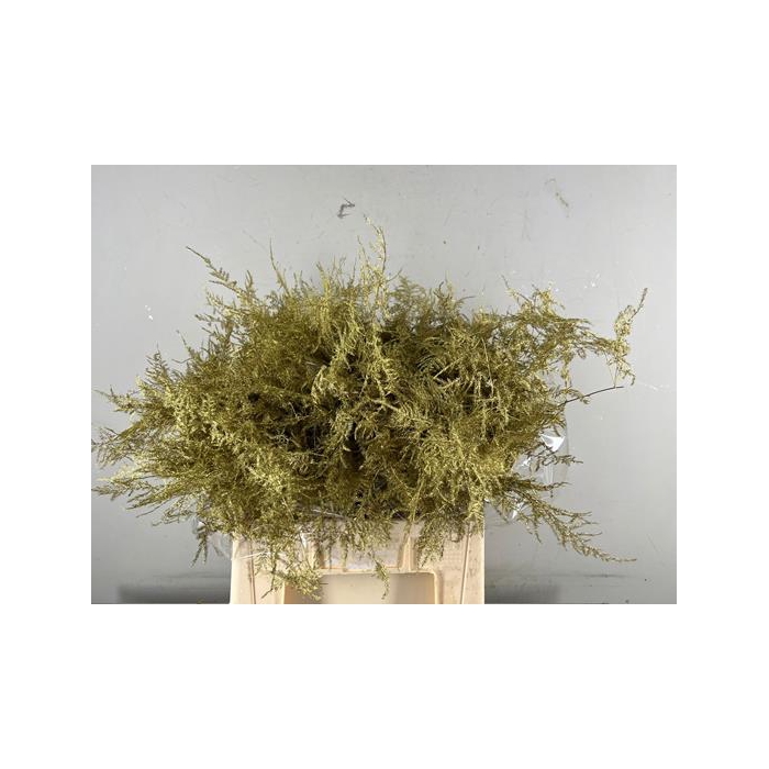 <h4>Asp. Ex Veren Gold It</h4>