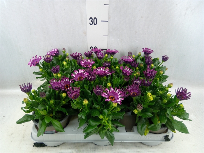 <h4>Osteospermum 'astra Purple Spoon'</h4>