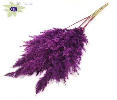 <h4>Pampas grass lenght 100cm 5 stem per bunch purple</h4>