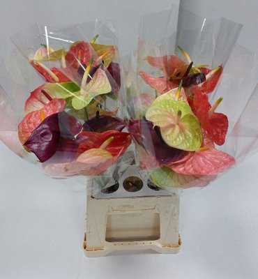 <h4>Anthurium mix in box</h4>