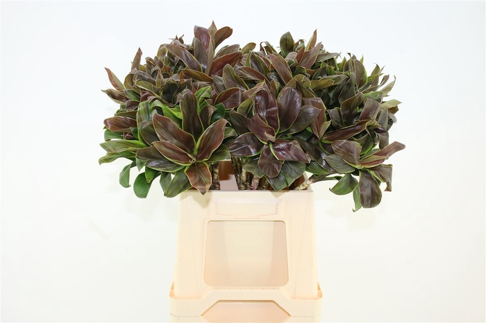 <h4>Cordyline Compacta Groen[rd]</h4>