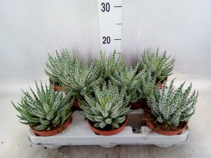 <h4>Aloe humilis</h4>