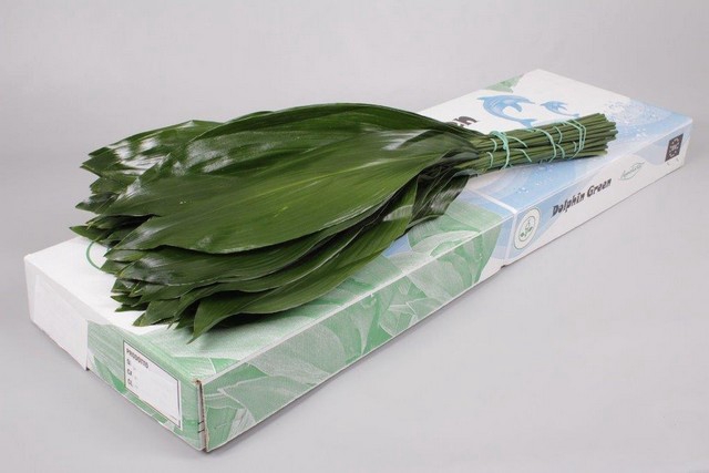 <h4>Leaf aspidistra per bunch</h4>