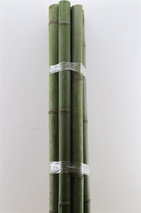 <h4>Bamboo Natural 210 Cm 5-8cm</h4>
