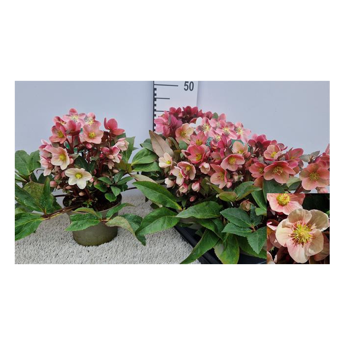 <h4>Helleborus ericsmithii Pink Frost 19Ø 40cm 40fl</h4>