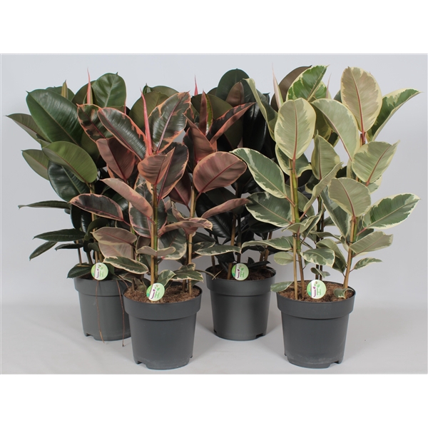 <h4>Ficus mix</h4>