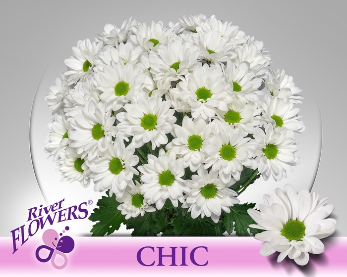 PP Flowers Webshop