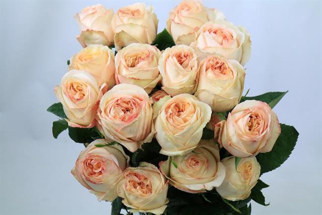 <h4>Rosa ec cream xpression</h4>