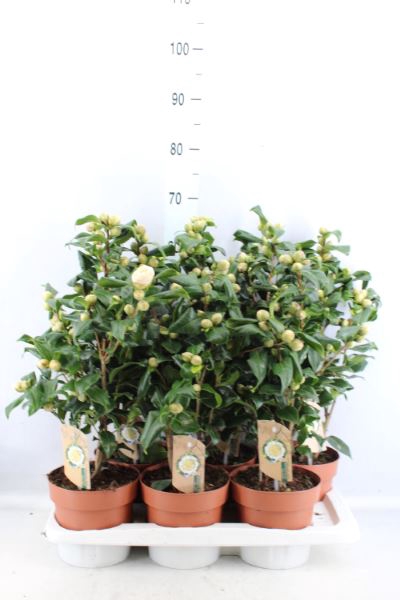<h4>Camellia japonica 'Brushfield Yell'</h4>
