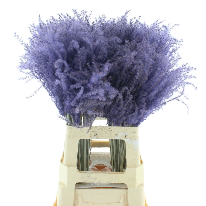 <h4>Dried Stipa Feather Milka</h4>