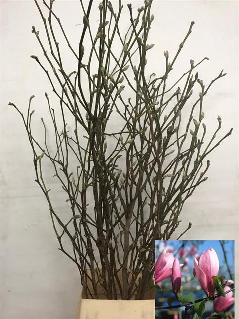 <h4>Magnolia grandiflora per stem</h4>