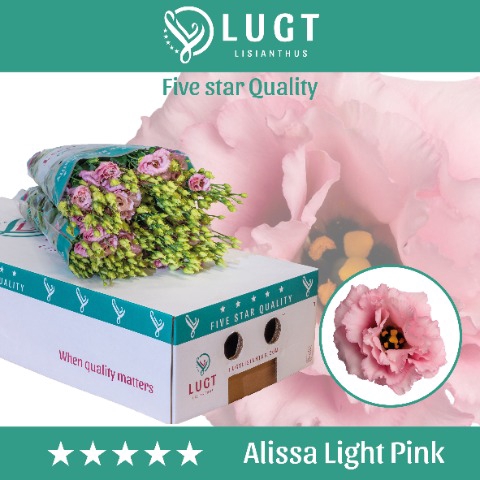 <h4>Eust. Alissa Light Pink 850</h4>
