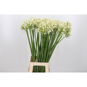 Agapanthus Meoni