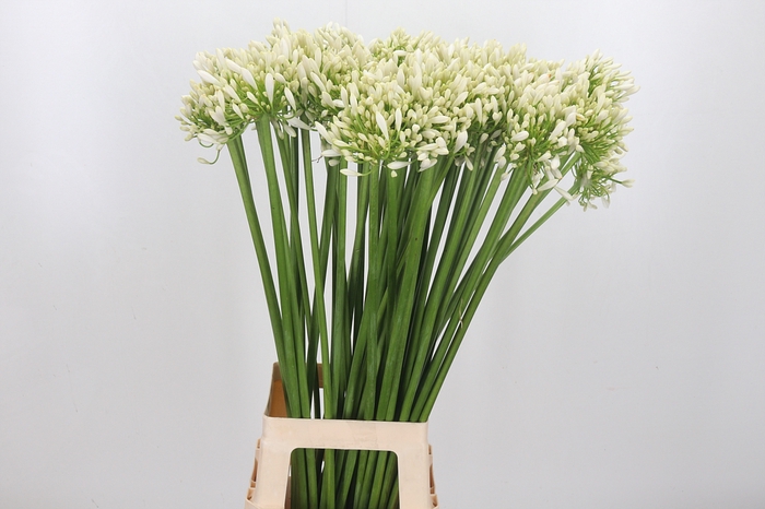 Agapanthus Meoni