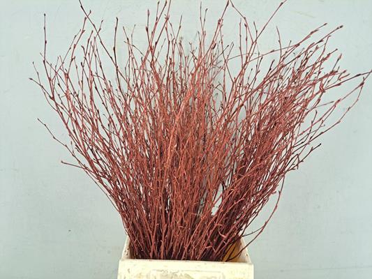 <h4>Betula Bs Metallic Bordeauxfst</h4>