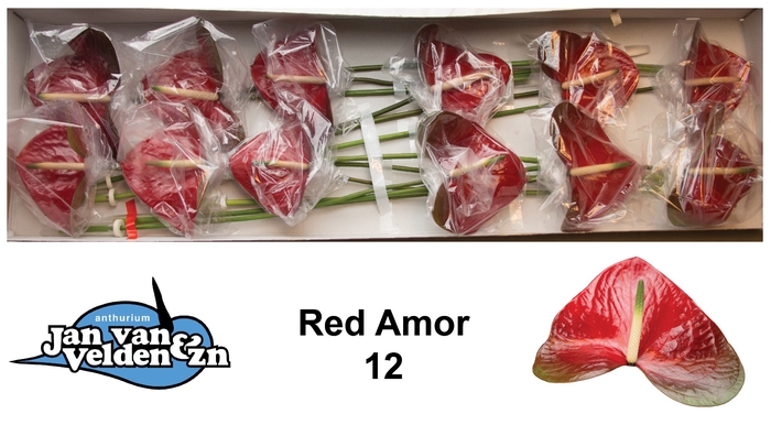 <h4>ANTH A RED AMOR</h4>