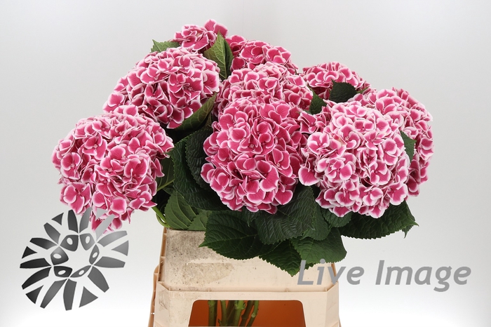 <h4>Hydrangea mag red harlequin</h4>