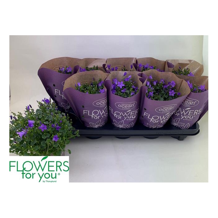 <h4>Campanula port Ocean 11Ø 22cm</h4>