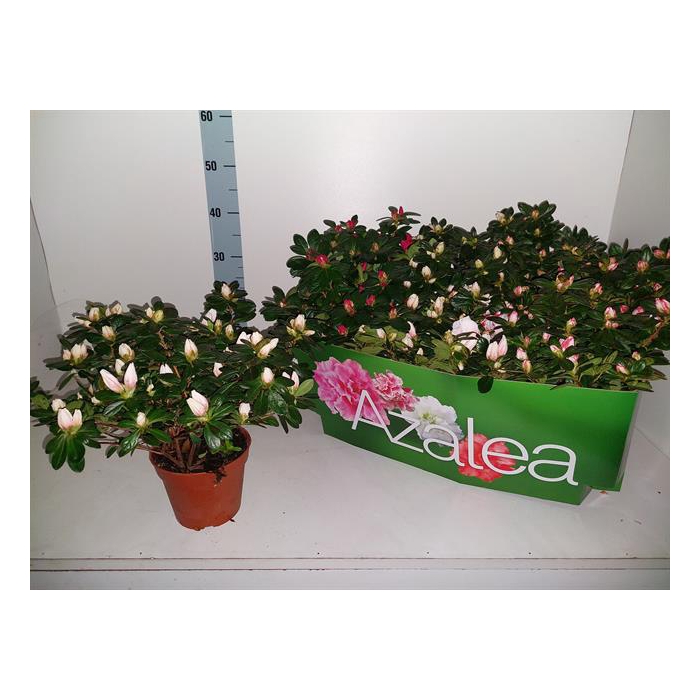 <h4>Rhododendron simsii mix 14Ø 32cm 32Ø</h4>