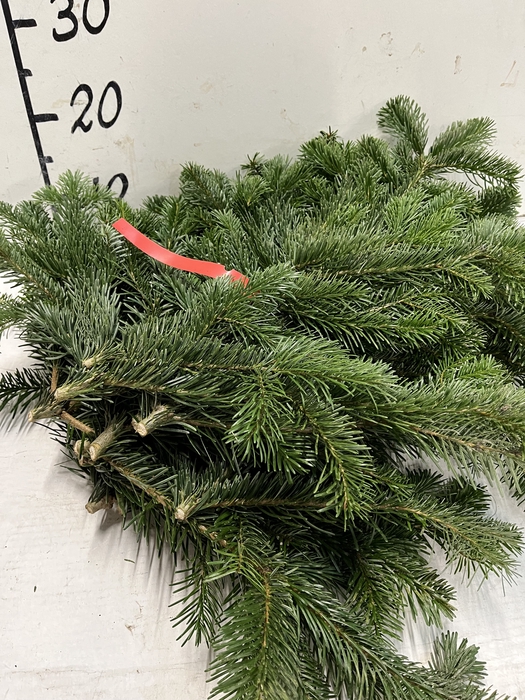 <h4>ABIES NORDMAN KILO</h4>