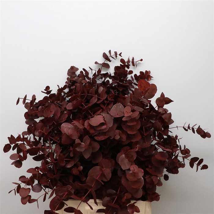 <h4>Euca Cinerea Klb Bordeaux 200grams</h4>