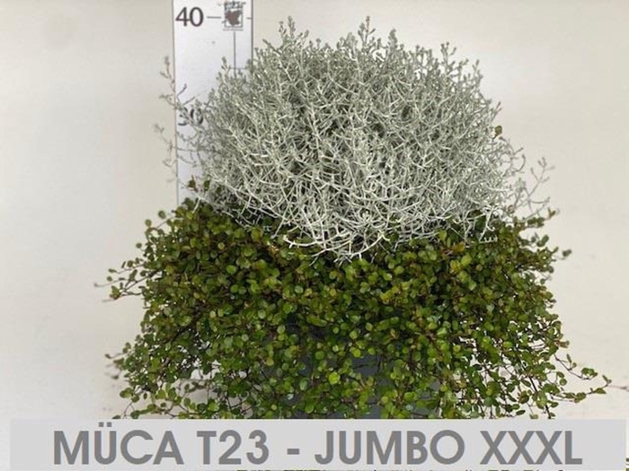 <h4>Calocephalus brownii</h4>