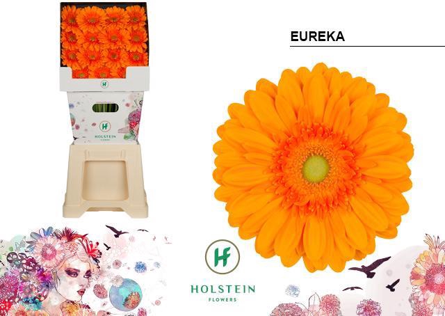 <h4>Gerbera diamond eureka</h4>