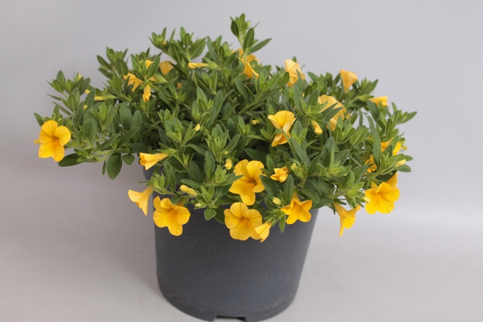 <h4>Perkplanten 19 cm Calibrachoa Callie deep yellow imp</h4>