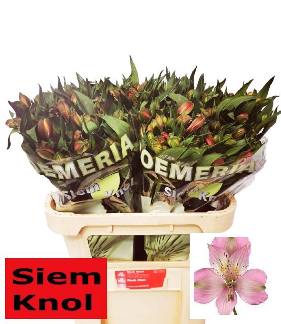 Verhoeven Bloemen