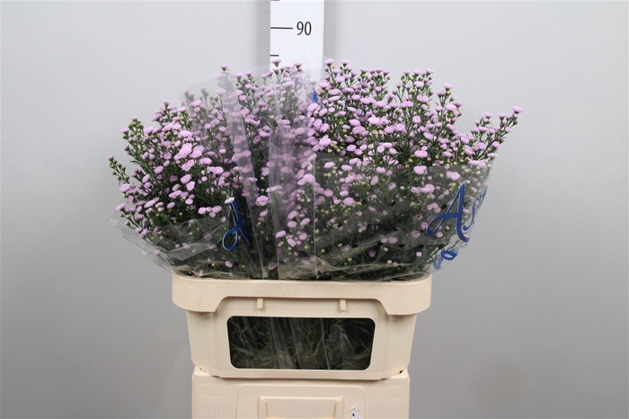 <h4>Ast Astee Mb Pink Pearl</h4>
