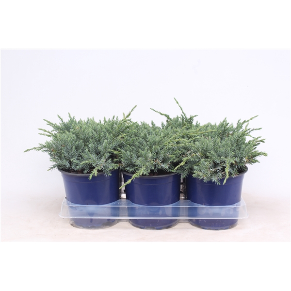 <h4>Juniperus squamata 'Blue Carpet'</h4>