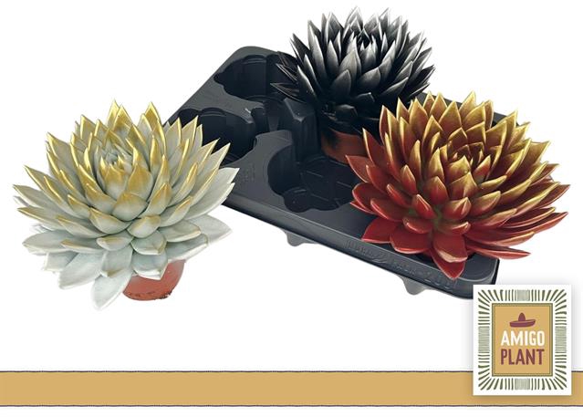 <h4>ECHEVERIA XMAS BRUSH MIX P10.5</h4>