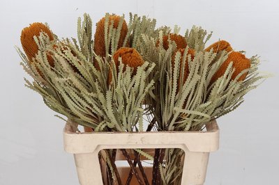 <h4>Banksia paint speciosa red</h4>