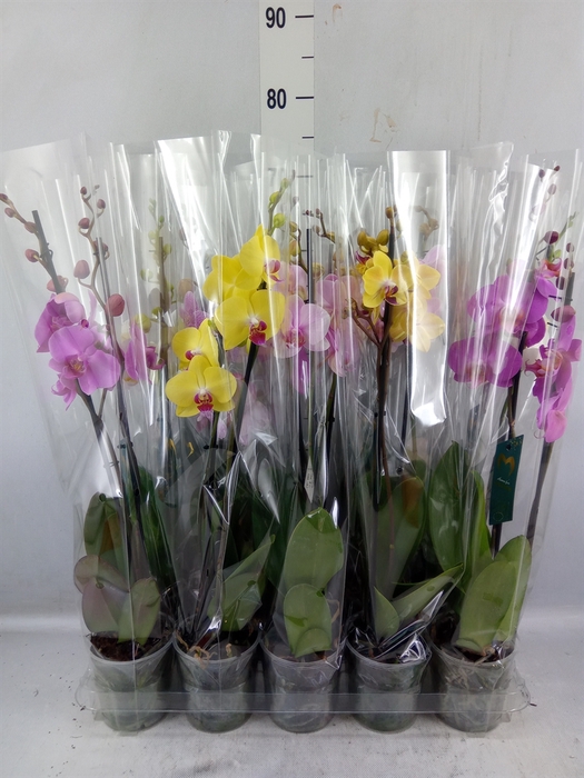 <h4>Phalaenopsis ...mix 5</h4>