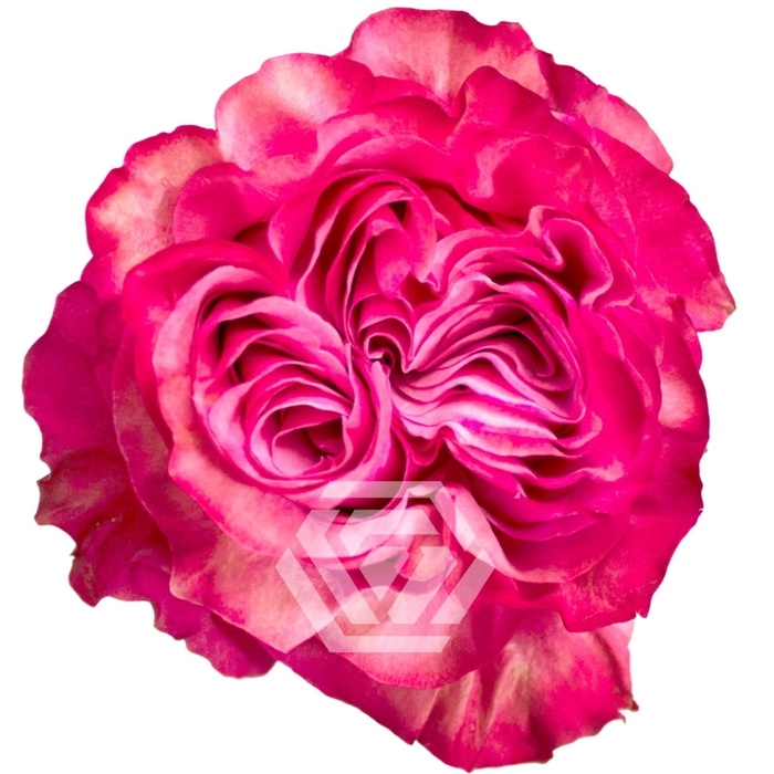 Candelina Sfumata 10,5 cm Rosa n 2