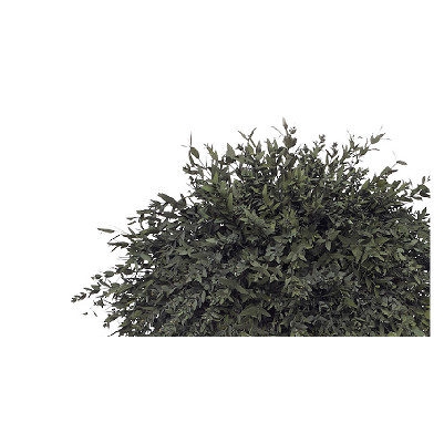 <h4>Eucalyptus Parvifolia Green</h4>