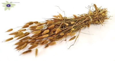 <h4>Lagurus per bunch yellow</h4>