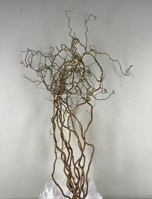 <h4>Corylus (2- Jarig)</h4>