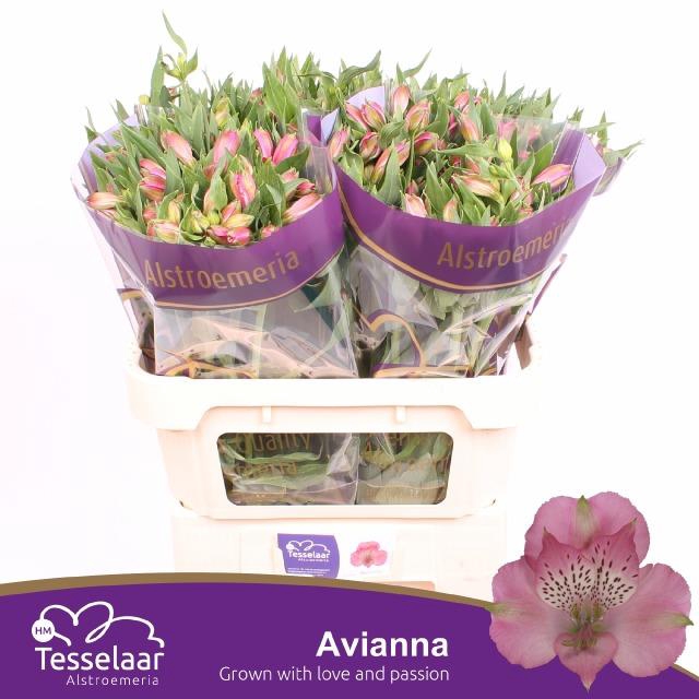 <h4>ALSTR AVIANNA</h4>