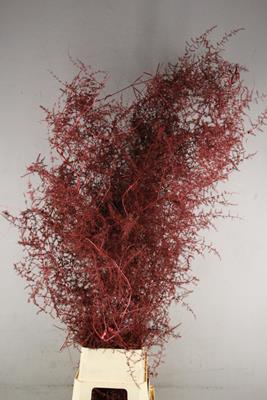<h4>Asparagus Selv.bs Metal Red</h4>