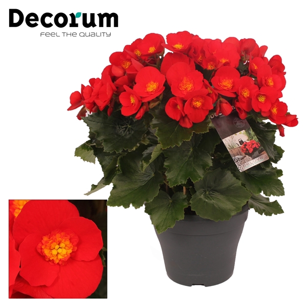 <h4>Begonia  BELOVE Red 19cm Decorum</h4>