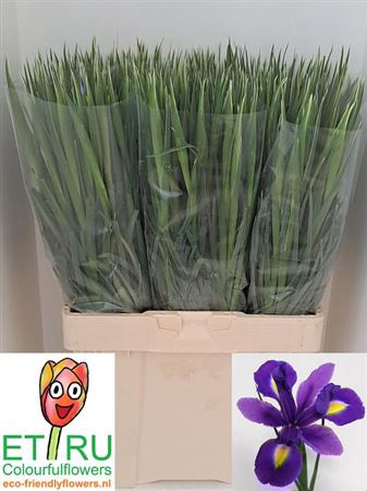 <h4>Iris Blue Magic</h4>