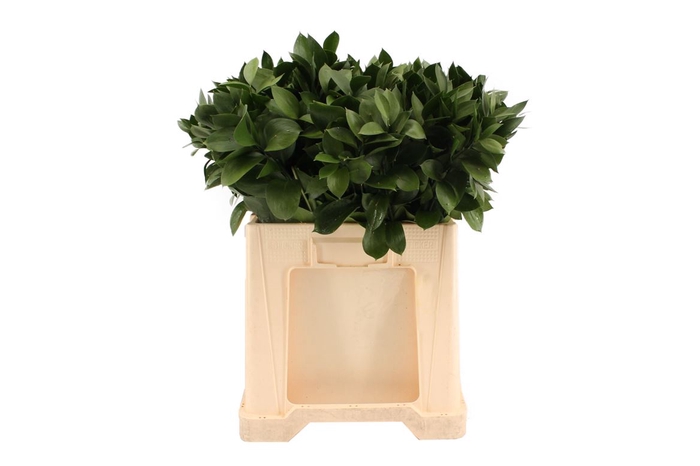 <h4>Leaf ruscus</h4>
