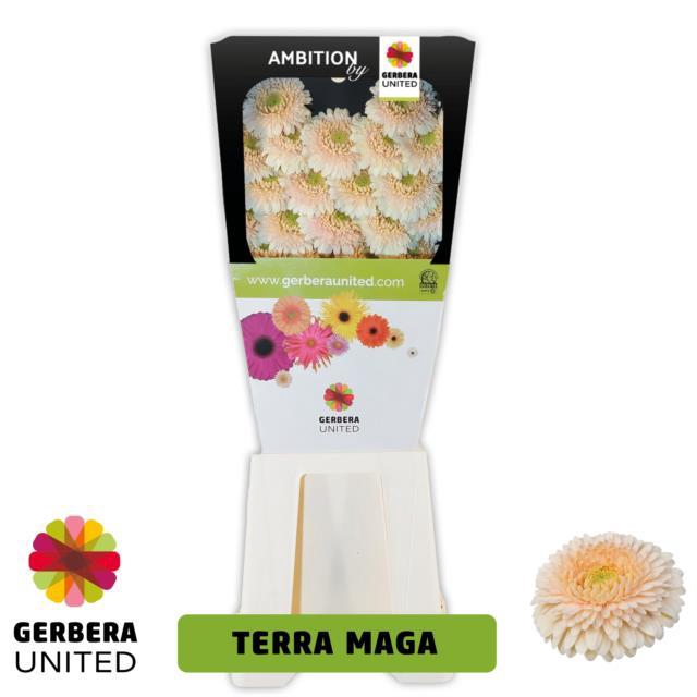 <h4>Gerbera diamond terra maga</h4>