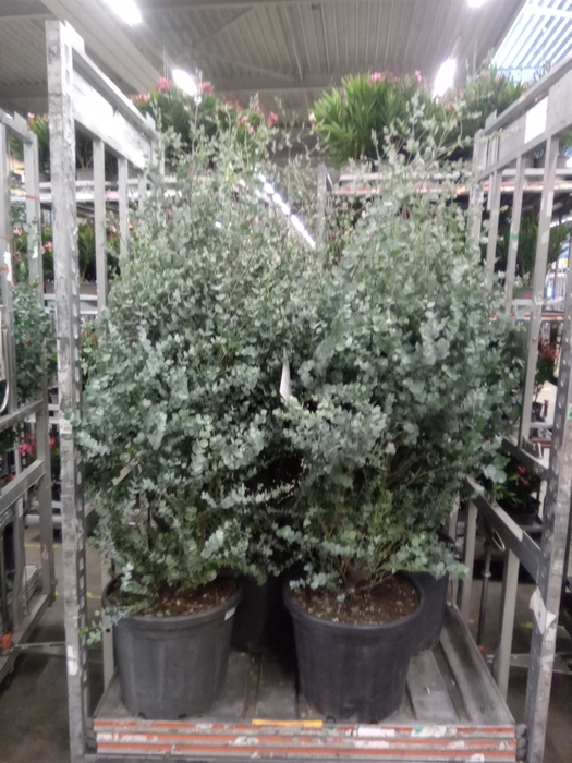 <h4>Eucalyptus Gunnii</h4>