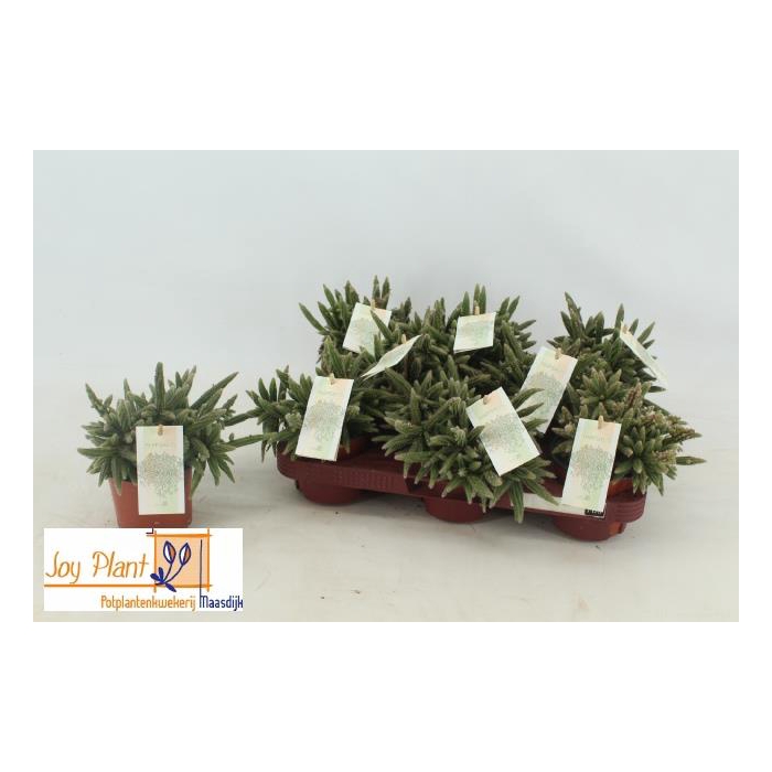 <h4>Rhipsalis baccifera (Cites) 10,5Ø 15cm</h4>